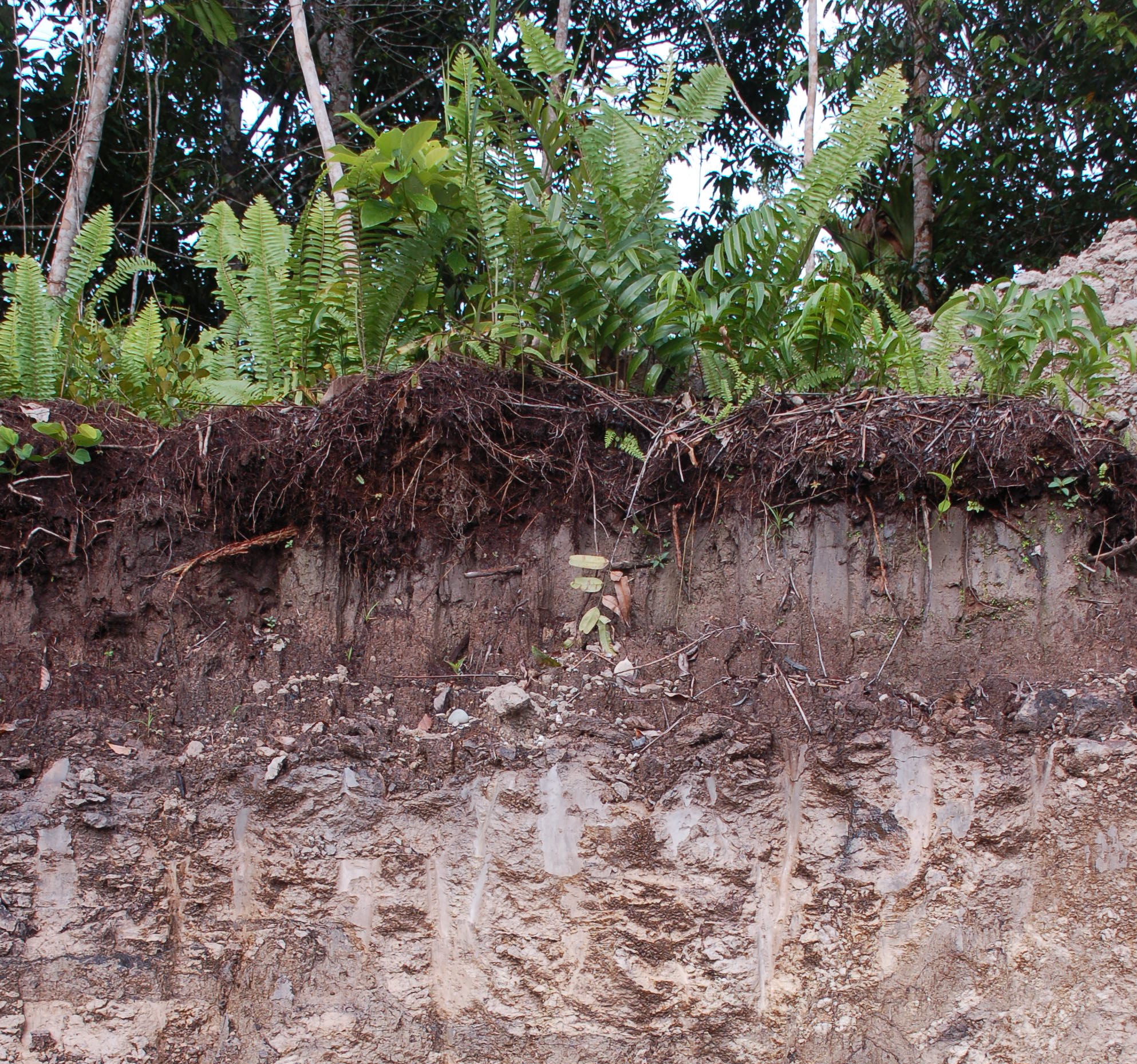 What is soil? | ISRIC
